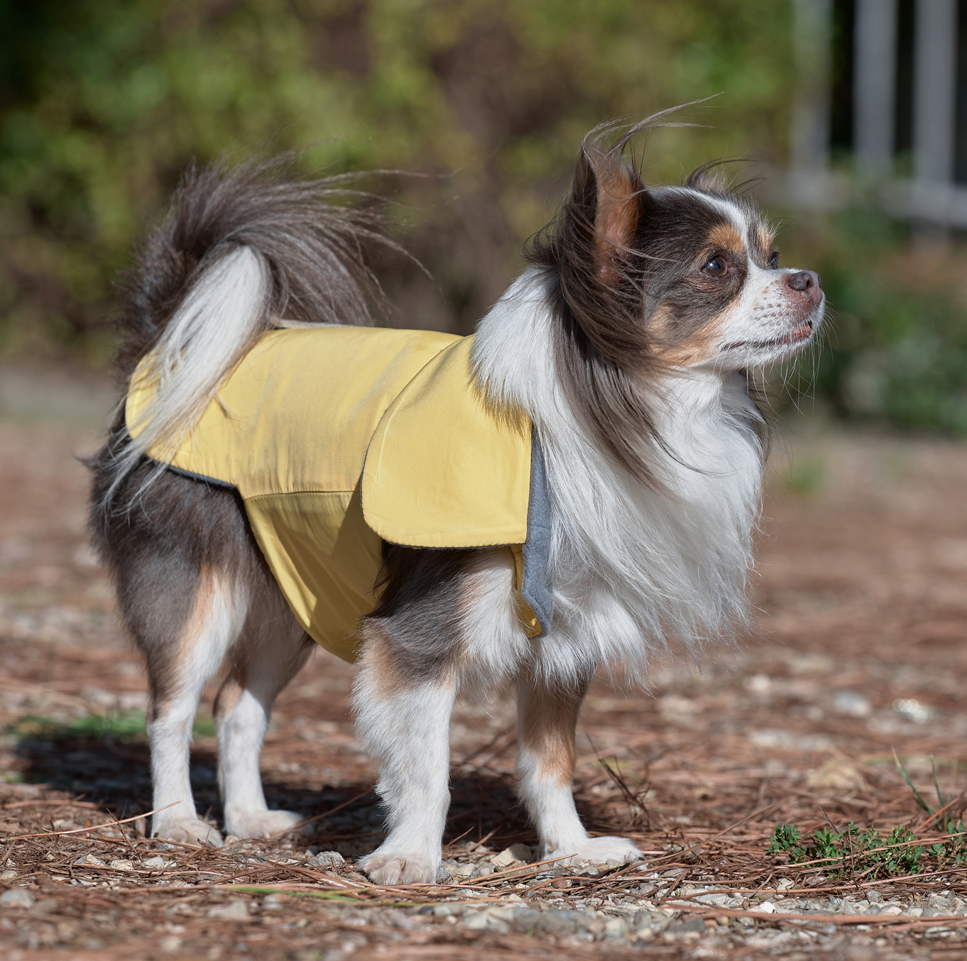 LEMON CUORE-COAT