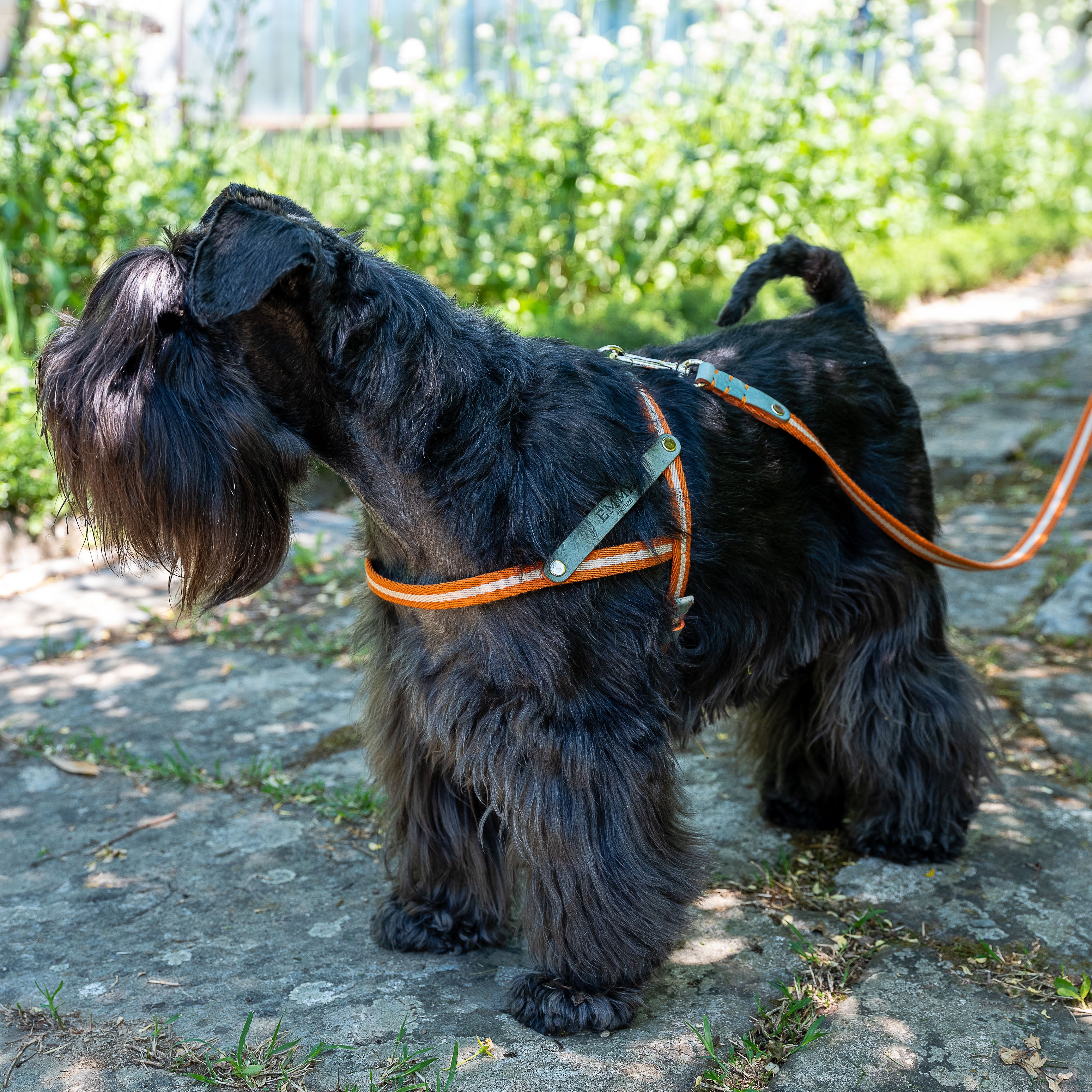 NUBUCK CELESTIAL-HARNESS