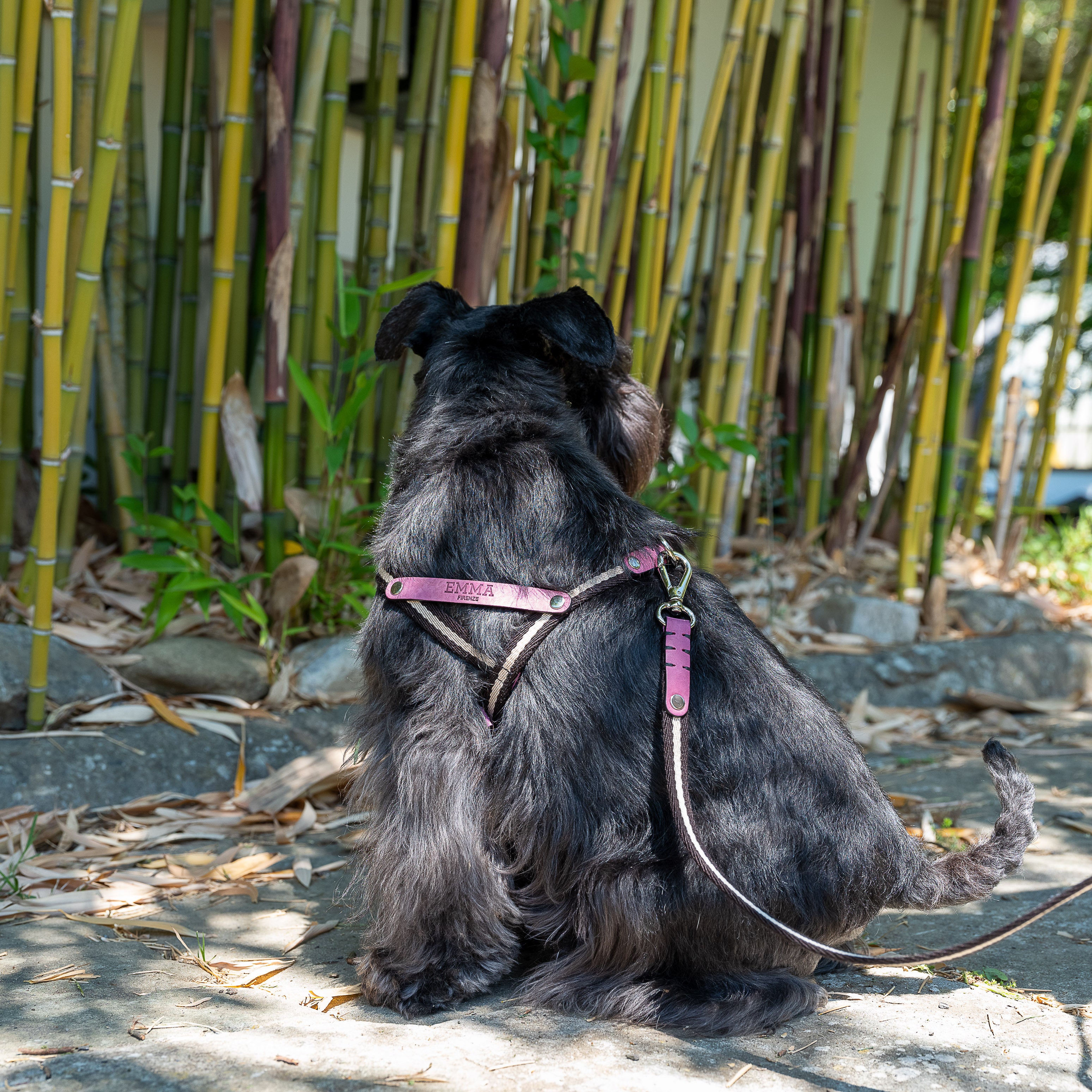 NUBUCK FUCHSIA-HARNESS