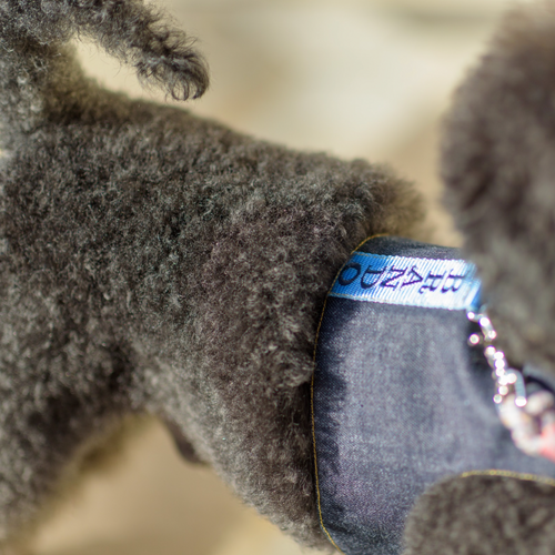 DENIM-HARNESS