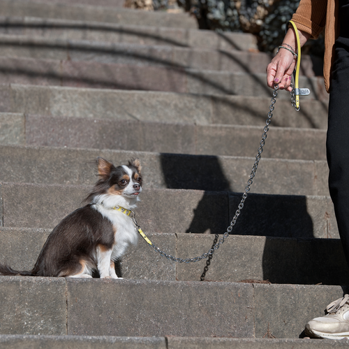 LEMON CUORE-LEASH