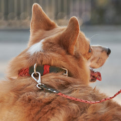 GREEN & ORANGE BRAID-COLLAR