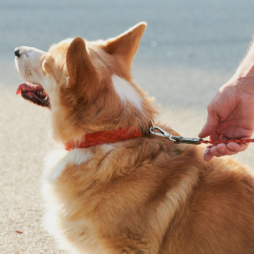GREEN & ORANGE BRAID-LEASH