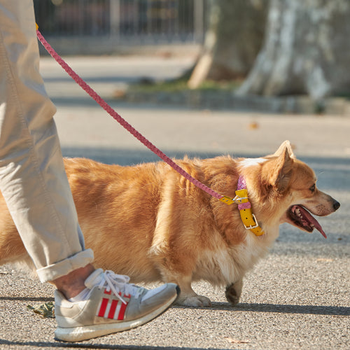 YELLOW & PINK BRAID-LEASH