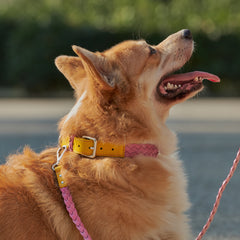 YELLOW & PINK BRAID-COLLAR