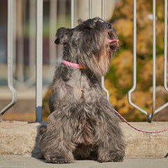 YELLOW & PINK BRAID-COLLAR