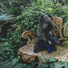 BLUE & FAUSTINA