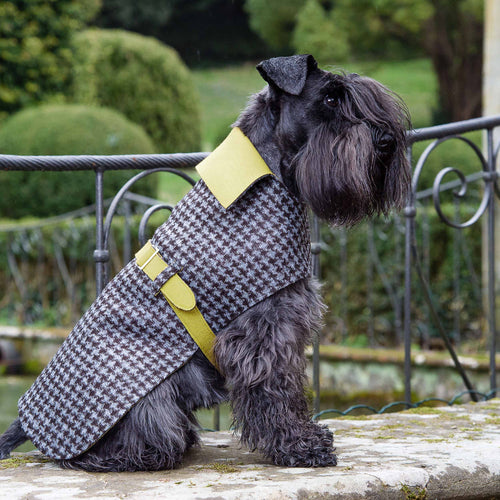 DANDY