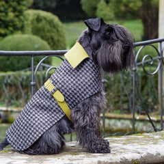 DANDY