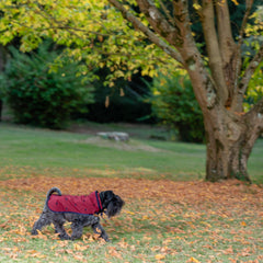 CURRANT RAINCOAT