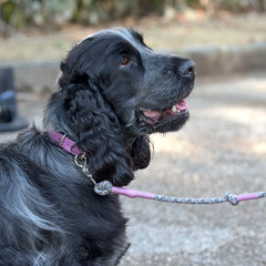 LADY MULTICOLOR-LEASH