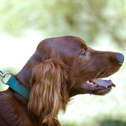 GREEN SAFFIANO-COLLAR