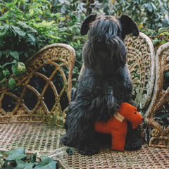 ORANGE & FAUSTINA