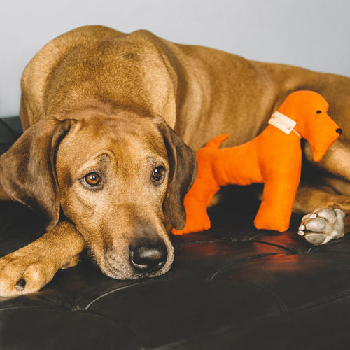 ORANGE & FAUSTINA