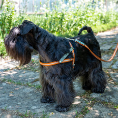 NUBUCK CELESTIAL-HARNESS