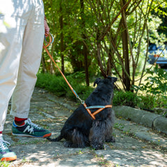 NUBUCK CELESTIAL-HARNESS