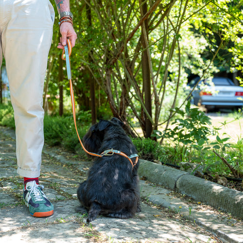 NUBUCK CELESTIAL-LEASH