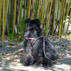 NUBUCK FUCHSIA-HARNESS
