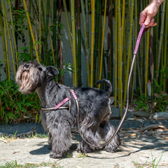 NUBUCK FUCHSIA-HARNESS
