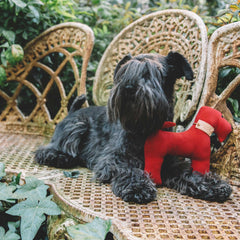 RED & FAUSTINA