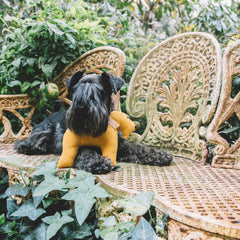 YELLOW & FAUSTINA