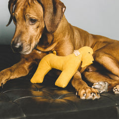 YELLOW & FAUSTINA